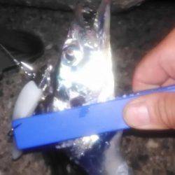 太刀魚ワインド‼