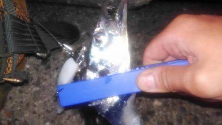 太刀魚ワインド‼