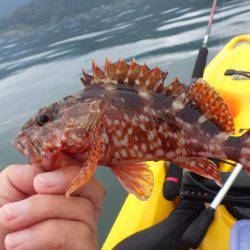 ジギングからのエギング