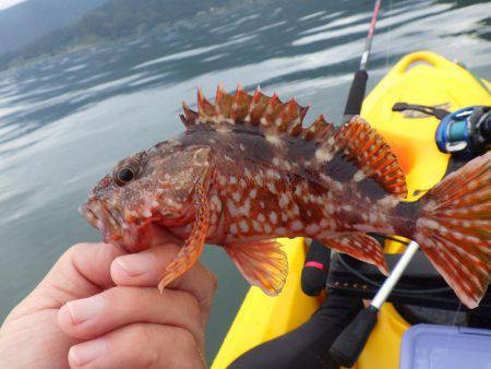 ジギングからのエギング