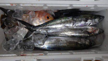 マイカヤック釣行　結構釣れました