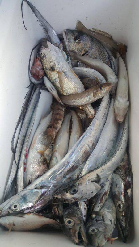 須磨で太刀魚②