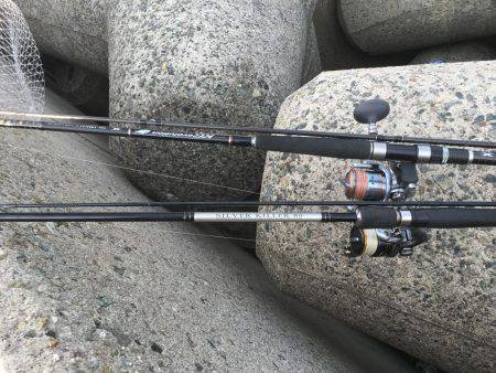 朝タチ   サゴシ不発