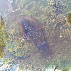 数釣りエギング