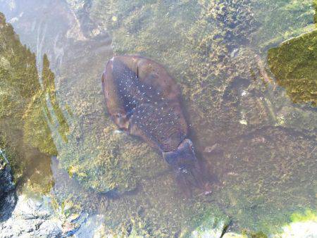 数釣りエギング