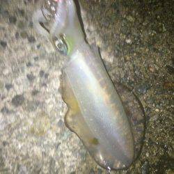 秋イカいっぱい( ^ω^ )