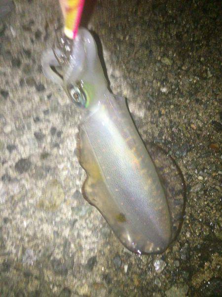 秋イカいっぱい( ^ω^ )