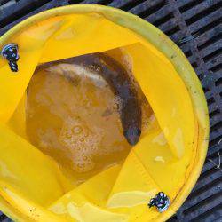 サゴシ×エソ×アコウ