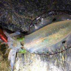 短時間エギング