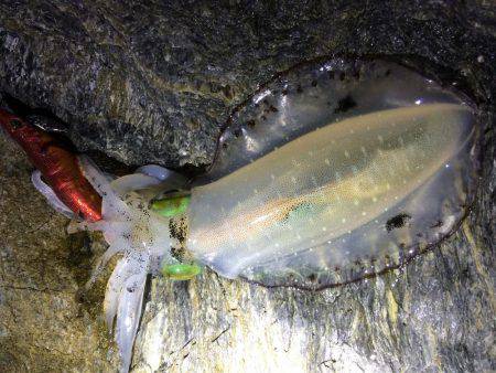 短時間エギング