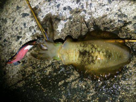 寝る前の短時間エギング