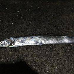 タチウオジギング