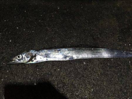 タチウオジギング