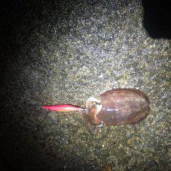 第二回新子調査withGT