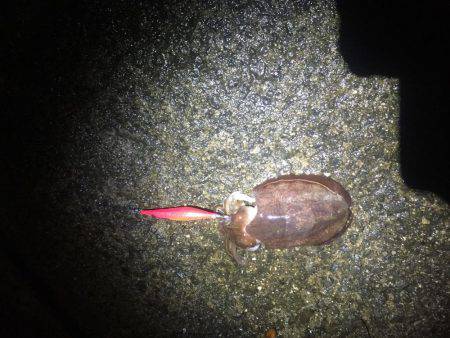 第二回新子調査withGT