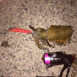 田ノ浦漁港エギング13回目