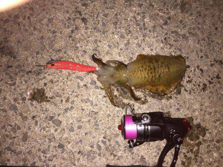 田ノ浦漁港エギング13回目