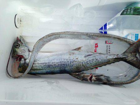 ポーアイ沖堤釣行