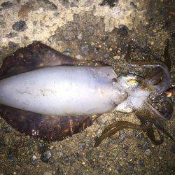 橋の袂でエギング☆