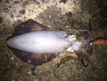 橋の袂でエギング☆