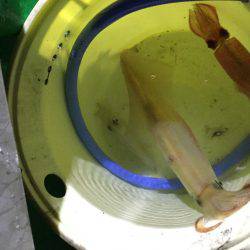 ジャンボ剣先イカGET！