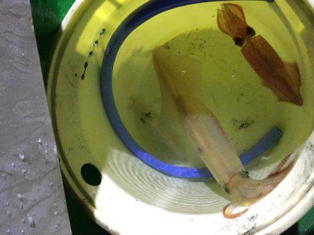 ジャンボ剣先イカGET！