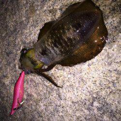 同僚君と新子調査