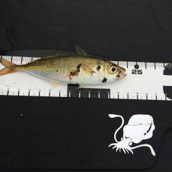 アジングのちエギング