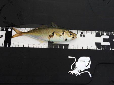 アジングのちエギング