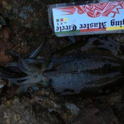 福井…朝夕マズメロング釣行