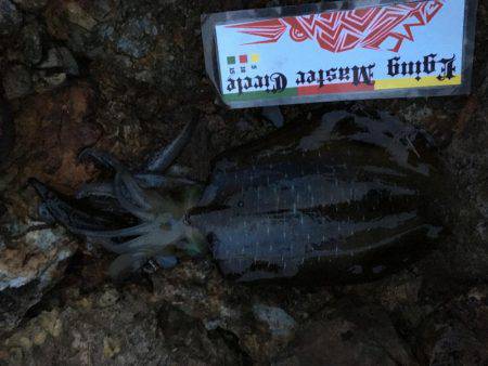 福井…朝夕マズメロング釣行