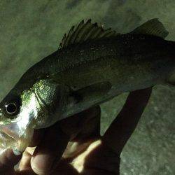 入門・お子様におすすめ？