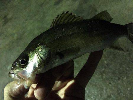 入門・お子様におすすめ？