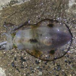 気持ち良いテンポで釣れました。