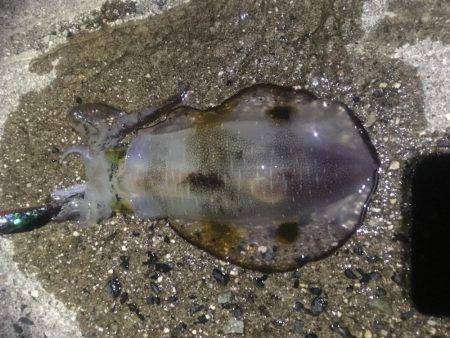 気持ち良いテンポで釣れました。