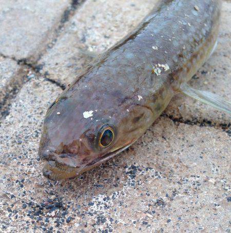 隠れてやがった!