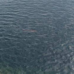 運動会シーズン