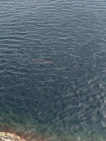 運動会シーズン