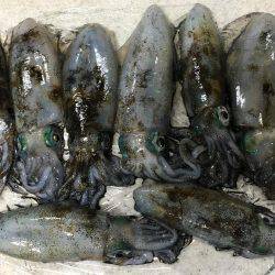 三連休エギング