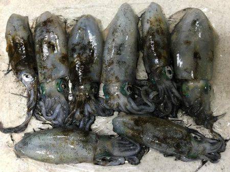 三連休エギング