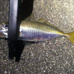 行けるうちに鱗付け‼️