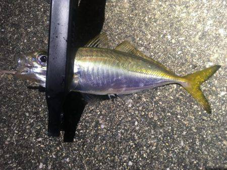 行けるうちに鱗付け‼️