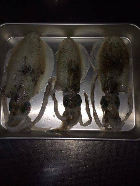 ケンサキ40センチ級を求めて