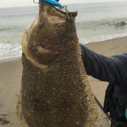 秋ヒラメ開幕へ