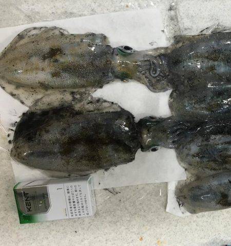 エギングバトル