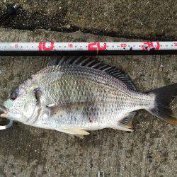 キビレ釣れました