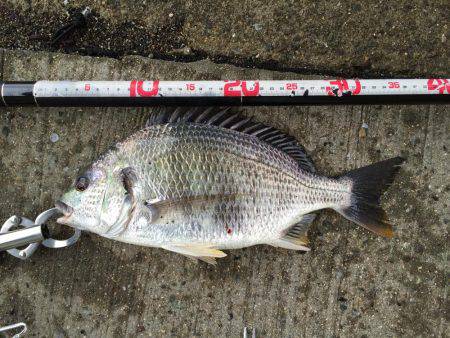 キビレ釣れました