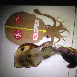 台風後エギング