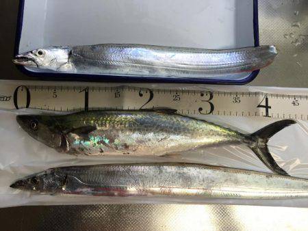 岸和田一文字釣行