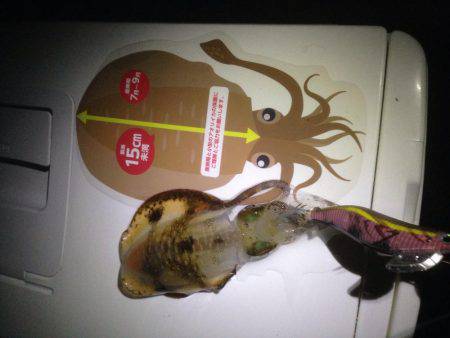 台風後エギング